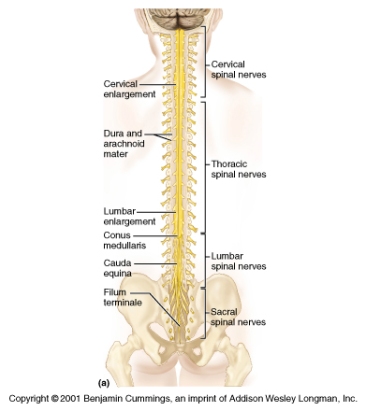spinal cord.fig.12.24a